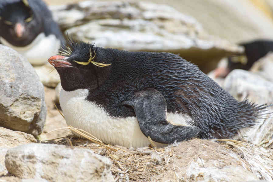 Pingüino Rockhopper - islas Falkland o Malvinas 16.jpg